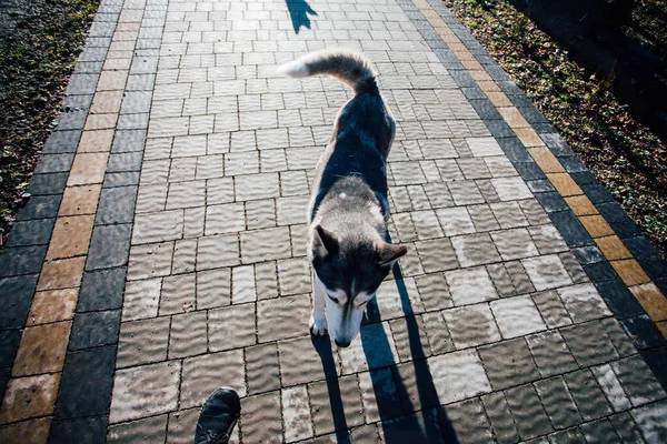 家の近くの舗装タイルの犬 — ストック写真
