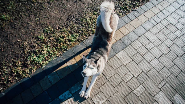 Dog Pavement Tiles House — Fotografia de Stock