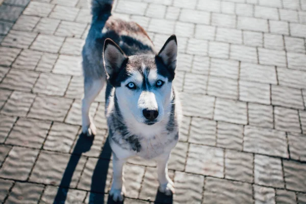 Cane Sulle Piastrelle Del Pavimento Vicino Alla Casa — Foto Stock