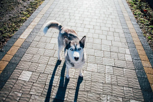 Evin Yakınındaki Kaldırımda Duran Köpek — Stok fotoğraf