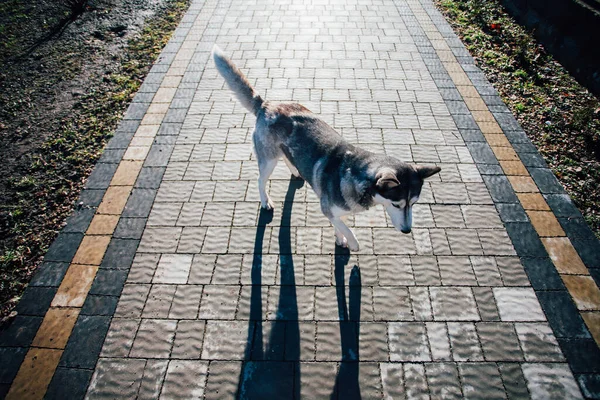 Cane Sulle Piastrelle Del Pavimento Vicino Alla Casa — Foto Stock