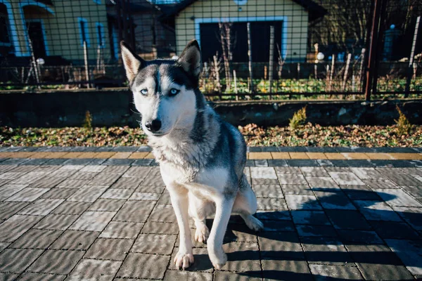 Dog Pavement Tiles House — стоковое фото