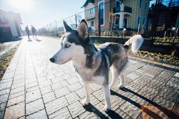 Собака Тротуарній Плитці Біля Будинку — стокове фото
