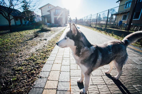 Собака Тротуарной Плитке Возле Дома — стоковое фото