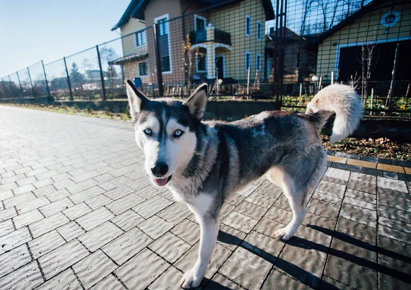 Hund Trottoaren Kakel Nära Huset — Stockfoto