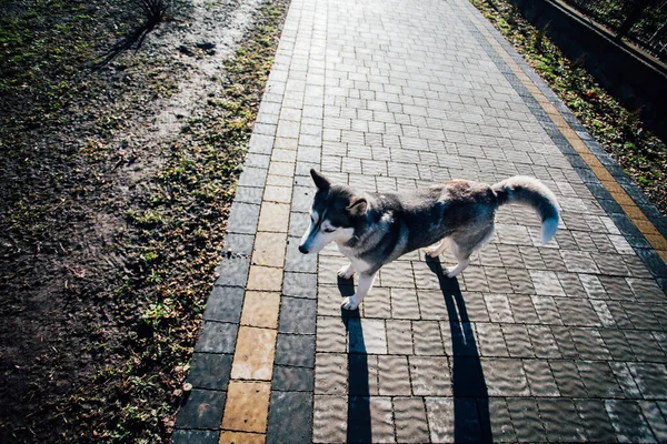 家の近くの舗装タイルの犬 — ストック写真