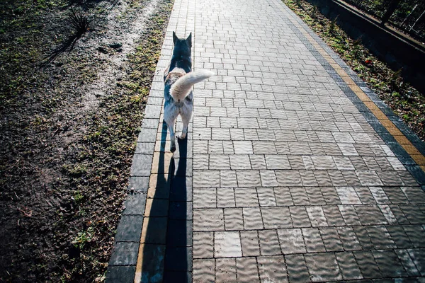 家の近くの舗装タイルの犬 — ストック写真