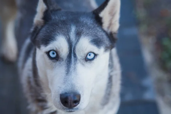 Hund Trottoaren Kakel Nära Huset — Stockfoto