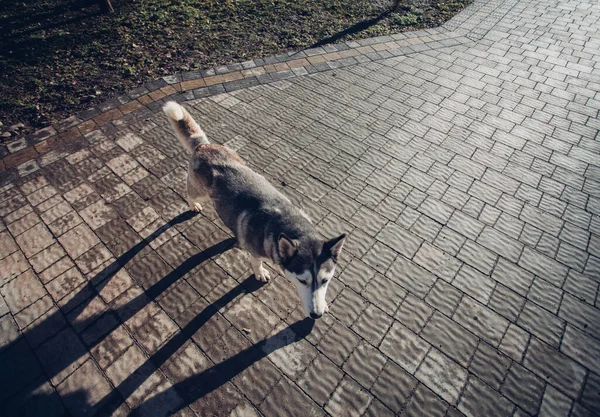 Σκύλος Στο Πεζοδρόμιο Πλακάκια Κοντά Στο Σπίτι — Φωτογραφία Αρχείου