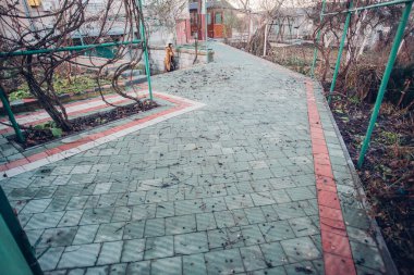 Yeşil bitkilerle dolu bahçe taşı patikası, gündüz vakti tuğla kaldırım. 