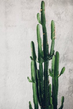 Beyaz boyalı arka planda yeşil uzun kaktüs