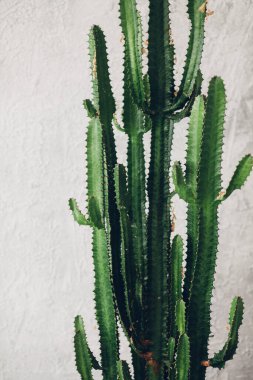 Green tall cacti on white-painted wall background