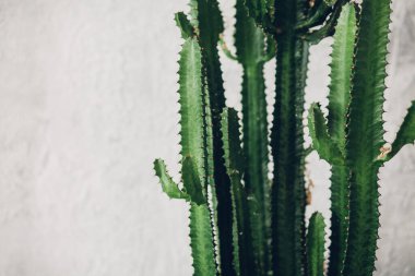 Beyaz boyalı arka planda yeşil uzun kaktüs