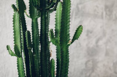 Beyaz boyalı arka planda yeşil uzun kaktüs