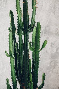 Beyaz boyalı arka planda yeşil uzun kaktüs