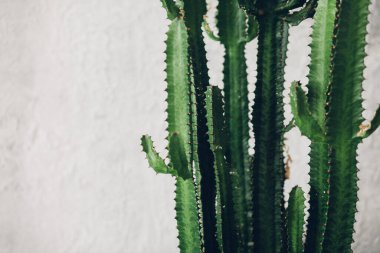 Green tall cacti on white-painted wall background