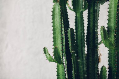 Beyaz boyalı arka planda yeşil uzun kaktüs