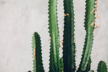 Beyaz boyalı arka planda yeşil uzun kaktüs