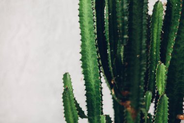 Green tall cacti on white-painted wall background