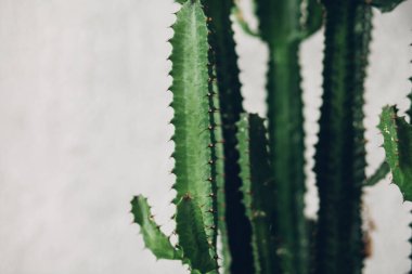 Beyaz boyalı arka planda yeşil uzun kaktüs
