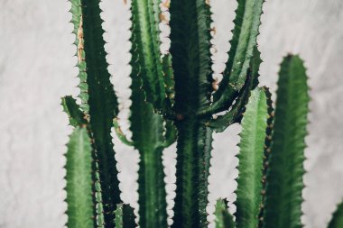 Green tall cacti on white-painted wall background