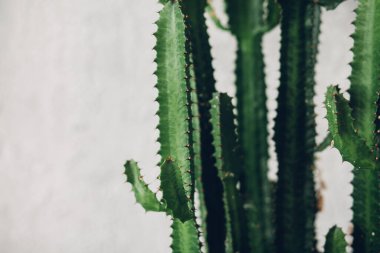 Beyaz boyalı arka planda yeşil uzun kaktüs