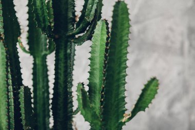 Beyaz boyalı arka planda yeşil uzun kaktüs