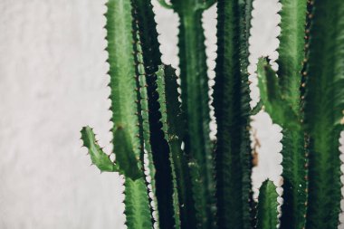 Beyaz boyalı arka planda yeşil uzun kaktüs