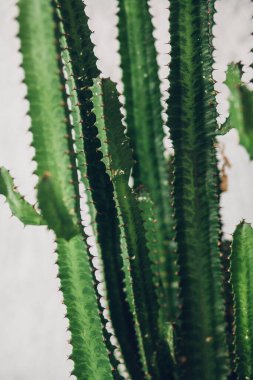Beyaz boyalı arka planda yeşil uzun kaktüs