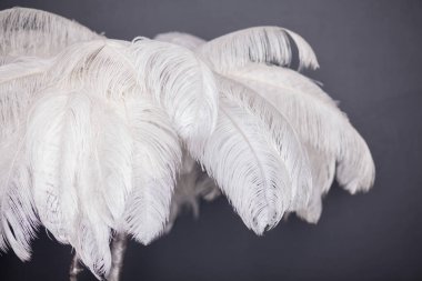 Tüylerden yapılmış beyaz palmiye ağacı, şık stüdyo dekorasyonu.