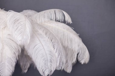 Tüylerden yapılmış beyaz palmiye ağacı, şık stüdyo dekorasyonu.