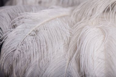 Tüylerden yapılmış beyaz palmiye ağacı, şık stüdyo dekorasyonu.