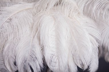 Tüylerden yapılmış beyaz palmiye ağacı, şık stüdyo dekorasyonu.