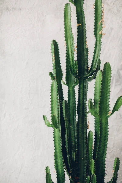 Beyaz boyalı arka planda yeşil uzun kaktüs