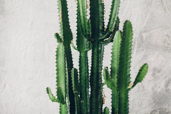 Beyaz boyalı arka planda yeşil uzun kaktüs
