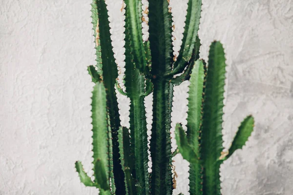 Beyaz boyalı arka planda yeşil uzun kaktüs