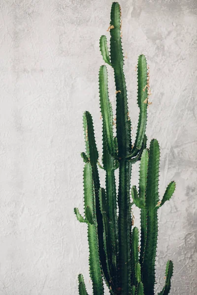 Beyaz boyalı arka planda yeşil uzun kaktüs