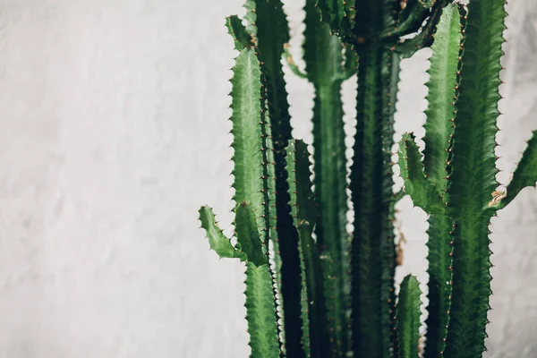 Beyaz boyalı arka planda yeşil uzun kaktüs
