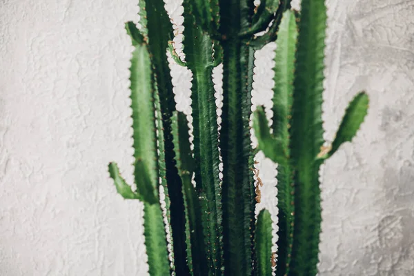 Beyaz boyalı arka planda yeşil uzun kaktüs