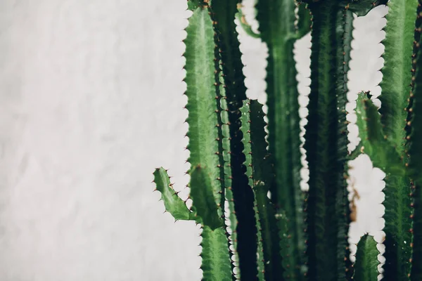 Beyaz boyalı arka planda yeşil uzun kaktüs