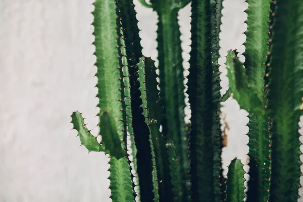 Beyaz boyalı arka planda yeşil uzun kaktüs
