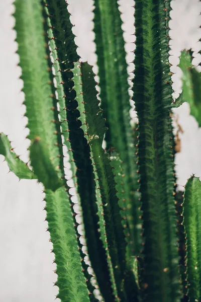 Beyaz boyalı arka planda yeşil uzun kaktüs
