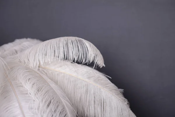 白色棕榈树 羽毛制成 工作室装饰时尚 — 图库照片