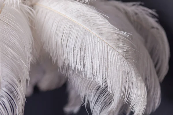 White palm tree made of feathers, stylish studio decoration