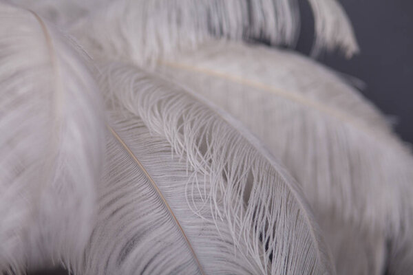 Белая пальма из перьев, стильное оформление студии