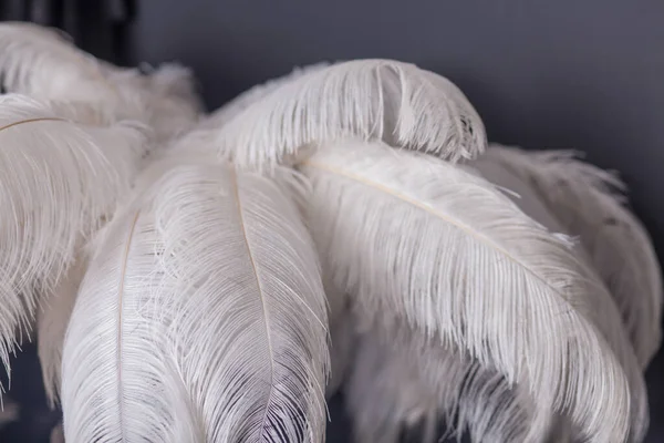 White Palm Tree Made Feathers Stylish Studio Decoration — Stock Photo, Image