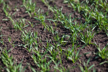 Gündüzleri tarlada küçük yeşil çimenler. 
