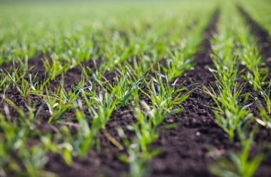 Gündüzleri tarlada küçük yeşil çimenler. 