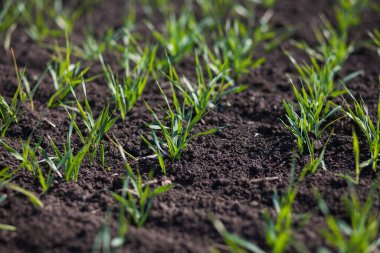 Gündüzleri tarlada küçük yeşil çimenler. 