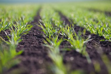 Gündüzleri tarlada küçük yeşil çimenler. 